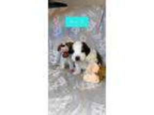 Saint Bernard Puppy for sale in Winfield, MO, USA