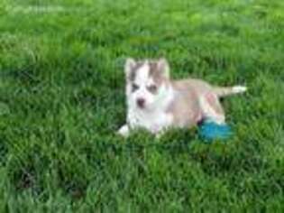 Siberian Husky Puppy for sale in Fredericksburg, OH, USA