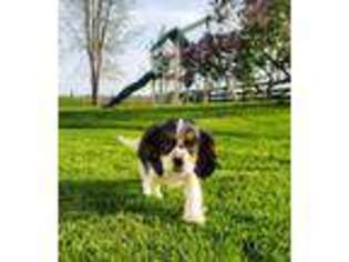 Cavalier King Charles Spaniel Puppy for sale in Arthur, IL, USA