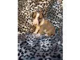 Bull Terrier Puppy for sale in Westland, MI, USA