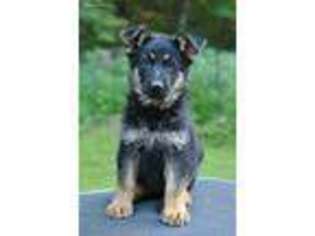 German Shepherd Dog Puppy for sale in Sunbury, PA, USA