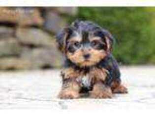 Yorkshire Terrier Puppy for sale in Howard, OH, USA