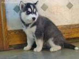 Siberian Husky Puppy for sale in Williamsburg, IN, USA