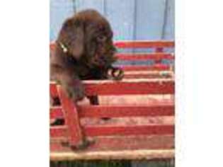 Labrador Retriever Puppy for sale in Lyndonville, NY, USA