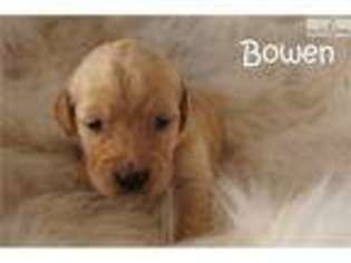 Golden Retriever Puppy for sale in Fort Worth, TX, USA