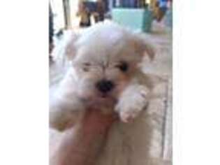 Maltese Puppy for sale in Wilmer, AL, USA