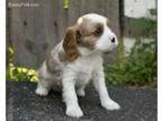 Cavalier King Charles Spaniel Puppy for sale in Rochester, NY, USA