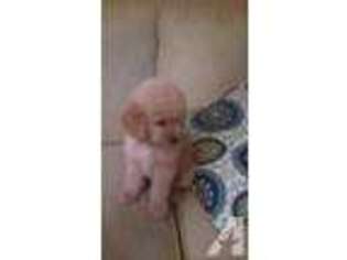 Goldendoodle Puppy for sale in HARRELLS, NC, USA