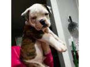 American Bulldog Puppy for sale in La Puente, CA, USA