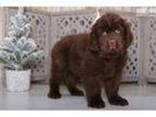 Newfoundland Puppy for sale in Columbus, OH, USA