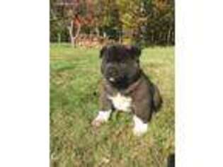 Akita Puppy for sale in Canfield, OH, USA