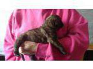 Mastiff Puppy for sale in Red Hook, NY, USA