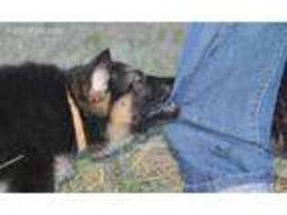 German Shepherd Dog Puppy for sale in Boones Mill, VA, USA