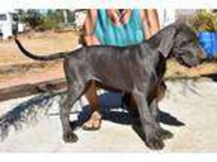 Great Dane Puppy for sale in Perris, CA, USA