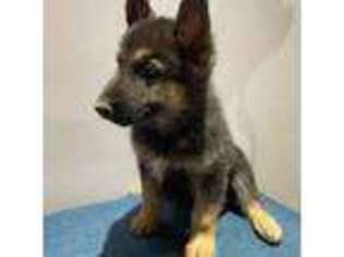 German Shepherd Dog Puppy for sale in Columbia, MD, USA