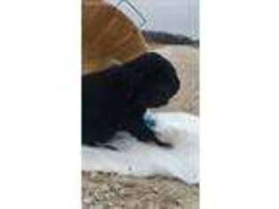 Labradoodle Puppy for sale in Waukon, IA, USA