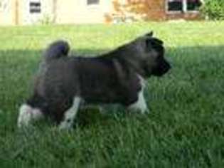 Akita Puppy for sale in Flat Rock, IN, USA