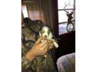 Australian Shepherd Puppy for sale in Benton, IL, USA