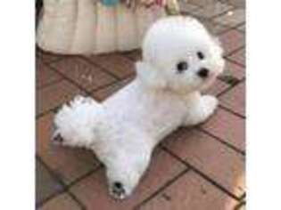 Bichon Frise Puppy for sale in Thousand Oaks, CA, USA