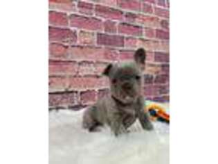 French Bulldog Puppy for sale in Arthur, IL, USA
