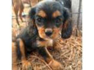 Cavalier King Charles Spaniel Puppy for sale in Ellisville, MS, USA