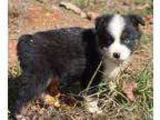 Miniature Australian Shepherd Puppy for sale in Lenoir, NC, USA
