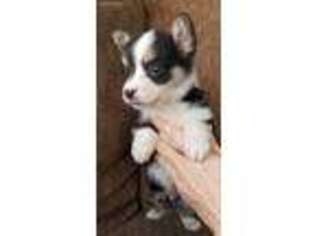 Pembroke Welsh Corgi Puppy for sale in Winnemucca, NV, USA