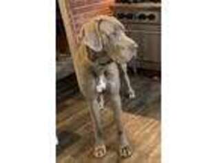 Great Dane Puppy for sale in Glen Ellyn, IL, USA