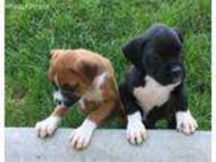 Boxer Puppy for sale in Brush, CO, USA