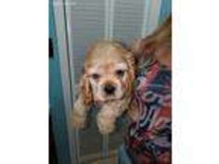 Cocker Spaniel Puppy for sale in Texas City, TX, USA