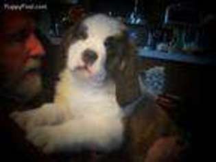Saint Bernard Puppy for sale in Oldfield, MO, USA