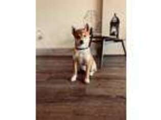 Shiba Inu Puppy for sale in New Orleans, LA, USA