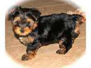 Yorkshire Terrier Puppy for sale in GOODYEAR, AZ, USA