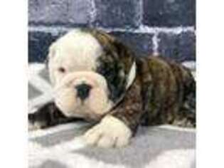 Bulldog Puppy for sale in Gastonia, NC, USA