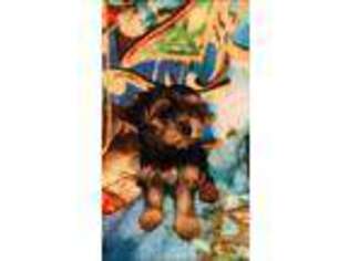 Yorkshire Terrier Puppy for sale in Chowchilla, CA, USA
