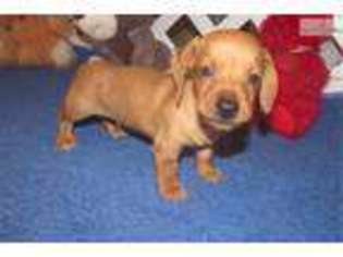 Dachshund Puppy for sale in Fort Worth, TX, USA