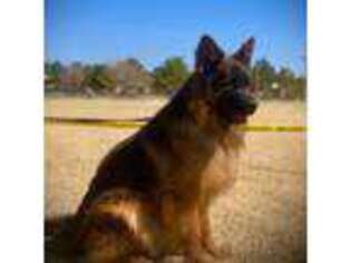 German Shepherd Dog Puppy for sale in El Paso, TX, USA