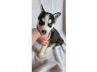 Siberian Husky Puppy for sale in Hawkinsville, GA, USA