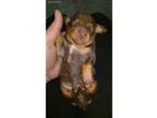 Dachshund Puppy for sale in Fessenden, ND, USA