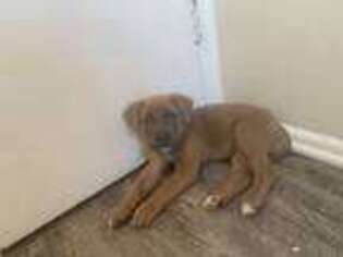 Cane Corso Puppy for sale in Charleston, SC, USA