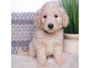 Goldendoodle Puppy for sale in Denver, CO, USA