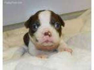 Boston Terrier Puppy for sale in Siloam Springs, AR, USA