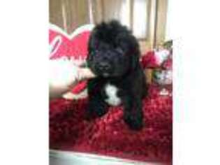 Newfoundland Puppy for sale in Mayslick, KY, USA