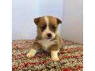 Pembroke Welsh Corgi Puppy for sale in Provo, UT, USA