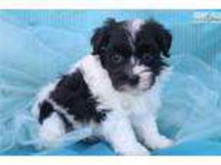 Havanese Puppy for sale in Greensboro, NC, USA