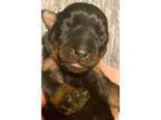 Miniature Pinscher Puppy for sale in Wilkes Barre, PA, USA