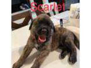 Mastiff Puppy for sale in Centereach, NY, USA