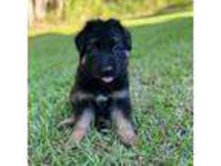 German Shepherd Dog Puppy for sale in Dalton, GA, USA