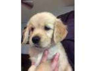 Golden Retriever Puppy for sale in Blackstone, MA, USA