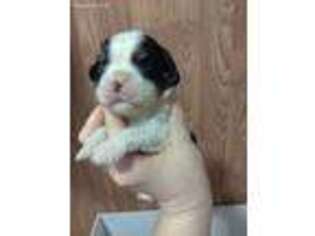 Cavalier King Charles Spaniel Puppy for sale in Canadian, OK, USA